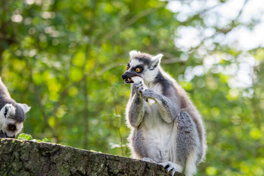 Image of Lemur Linnaeus 1758