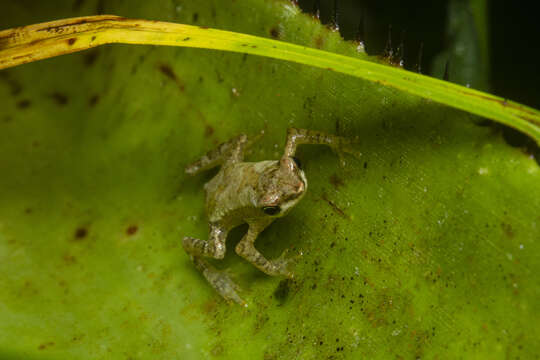 Image of <i>Dendrophryniscus haddadi</i>