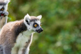 Image of Lemur Linnaeus 1758