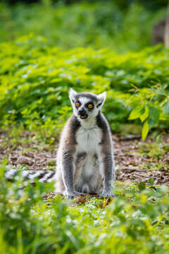 Image of Lemur Linnaeus 1758