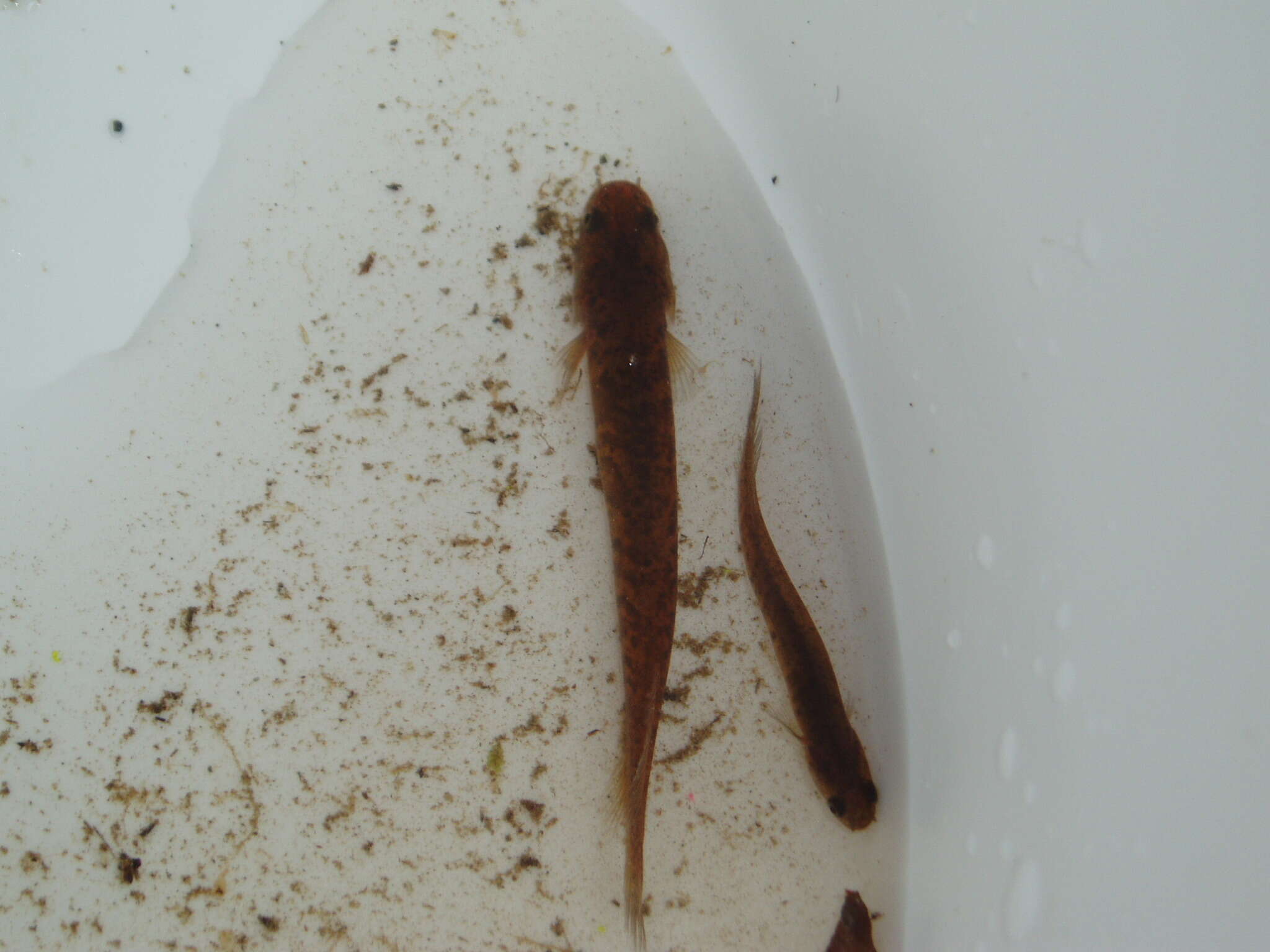 Image of Brown Mudfish