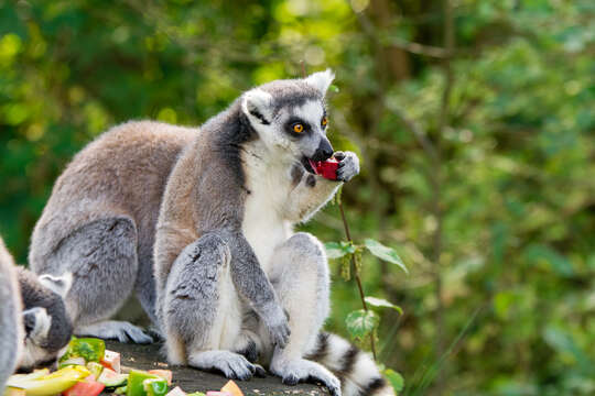 Image of Lemur Linnaeus 1758