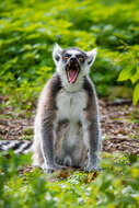 Image of Lemur Linnaeus 1758