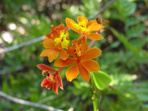 Image of Epidendrum fulgens Brongn.