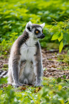 Image of Lemur Linnaeus 1758