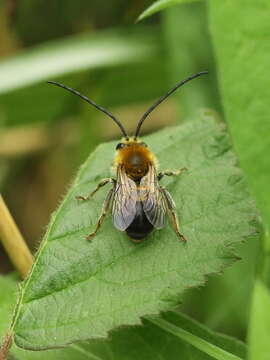 Image of Eucera longicornis (Linnaeus 1758)