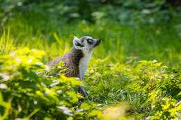 Image of Lemur Linnaeus 1758