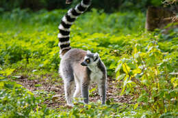 Image of Lemur Linnaeus 1758