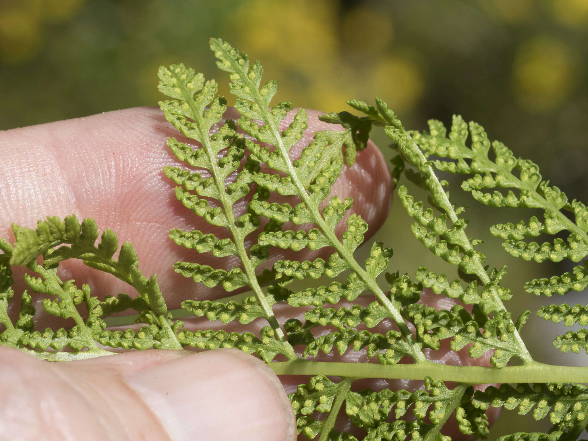 Image of American Alpine Lady Fern