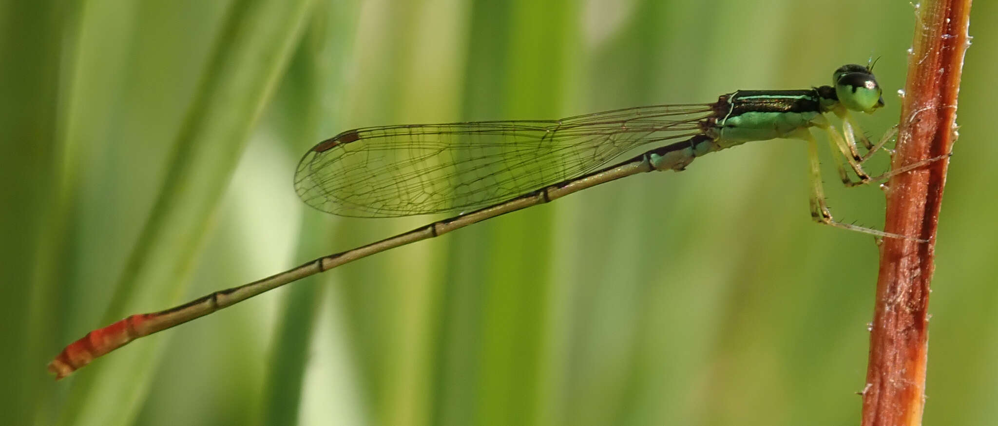 Image of Agriocnemis exilis Selys 1872