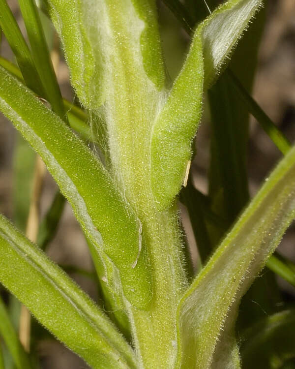 Image of winged cudweed