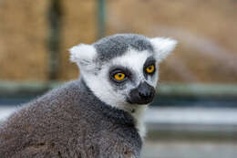 Image of Lemur Linnaeus 1758