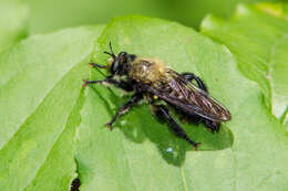 صورة Laphria flavicollis Say 1824