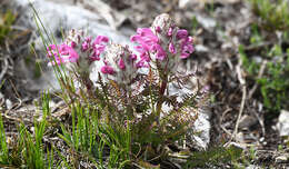 Image of pink lousewort