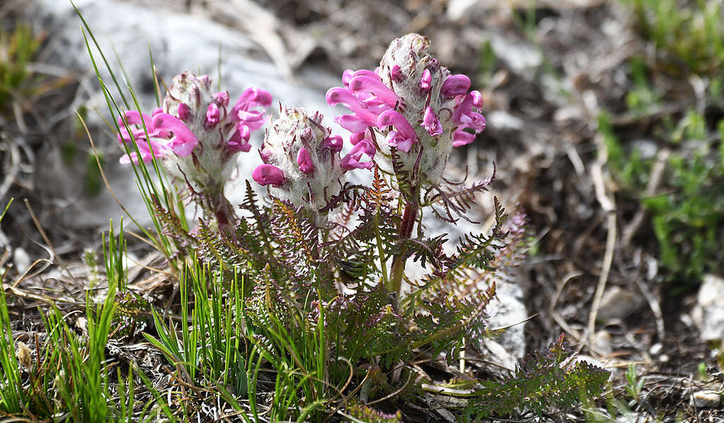 Image of pink lousewort