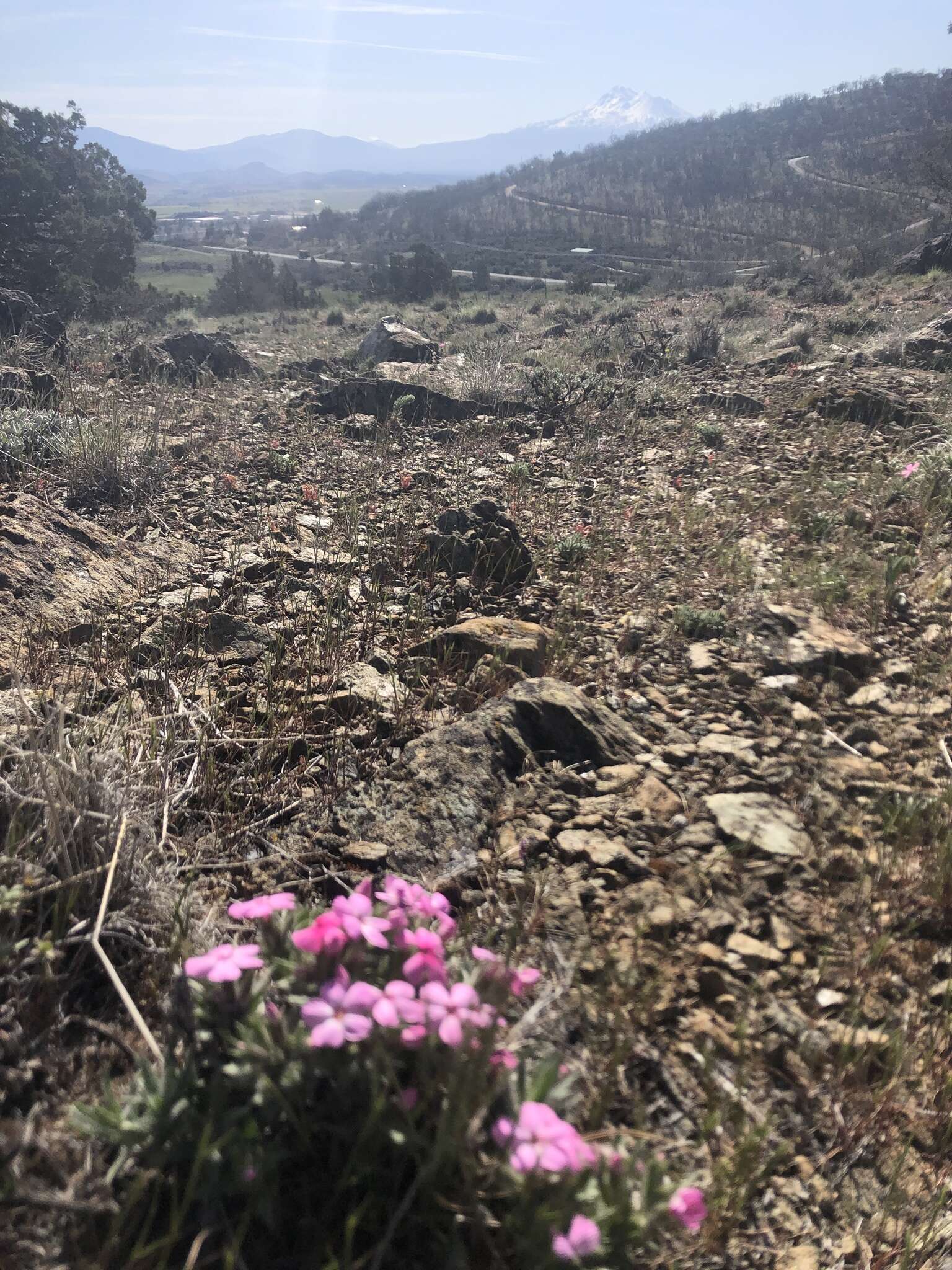 Image of Yreka phlox