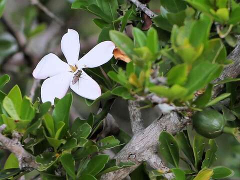 Image of Hyperacanthus amoenus (Sims) Bridson