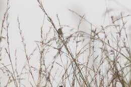 Image of Black-collared Bulbul