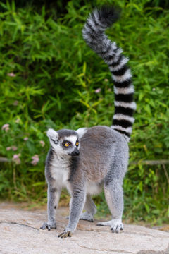 Image of Ring-tailed Lemur
