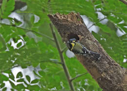 Image de Mésange jaune