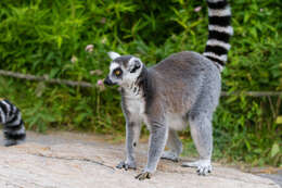 Image of Lemur Linnaeus 1758