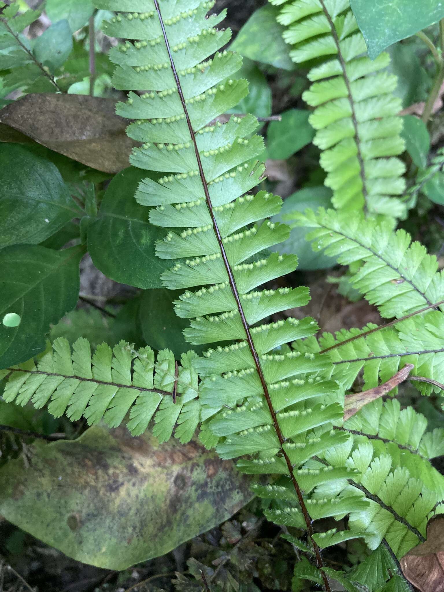 Image of tailed maidenhair