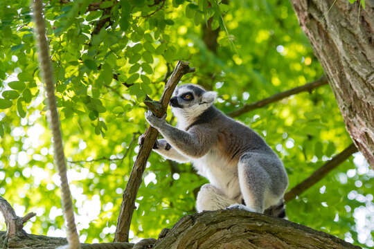 Image of Lemur Linnaeus 1758