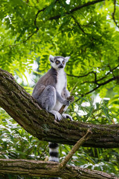 Image of Lemur Linnaeus 1758