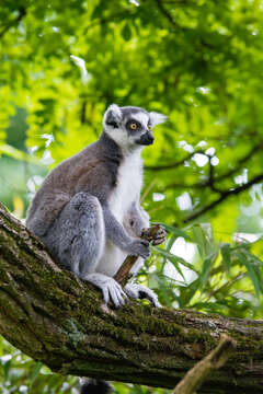 Image of Lemur Linnaeus 1758