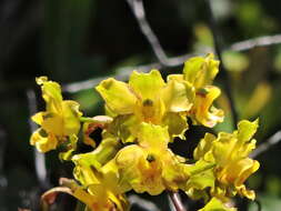 Image of terrestrial cowhorn orchid