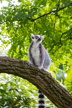 Image of Lemur Linnaeus 1758