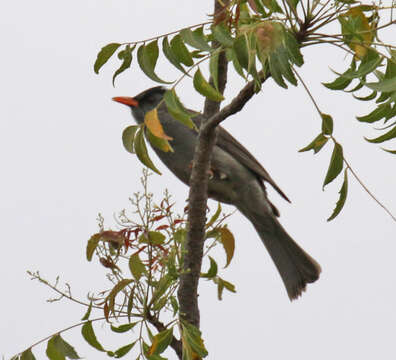 Image of Madagascar Black Bulbul