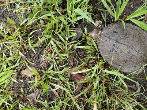 Image of Giant Snake-necked Turtle