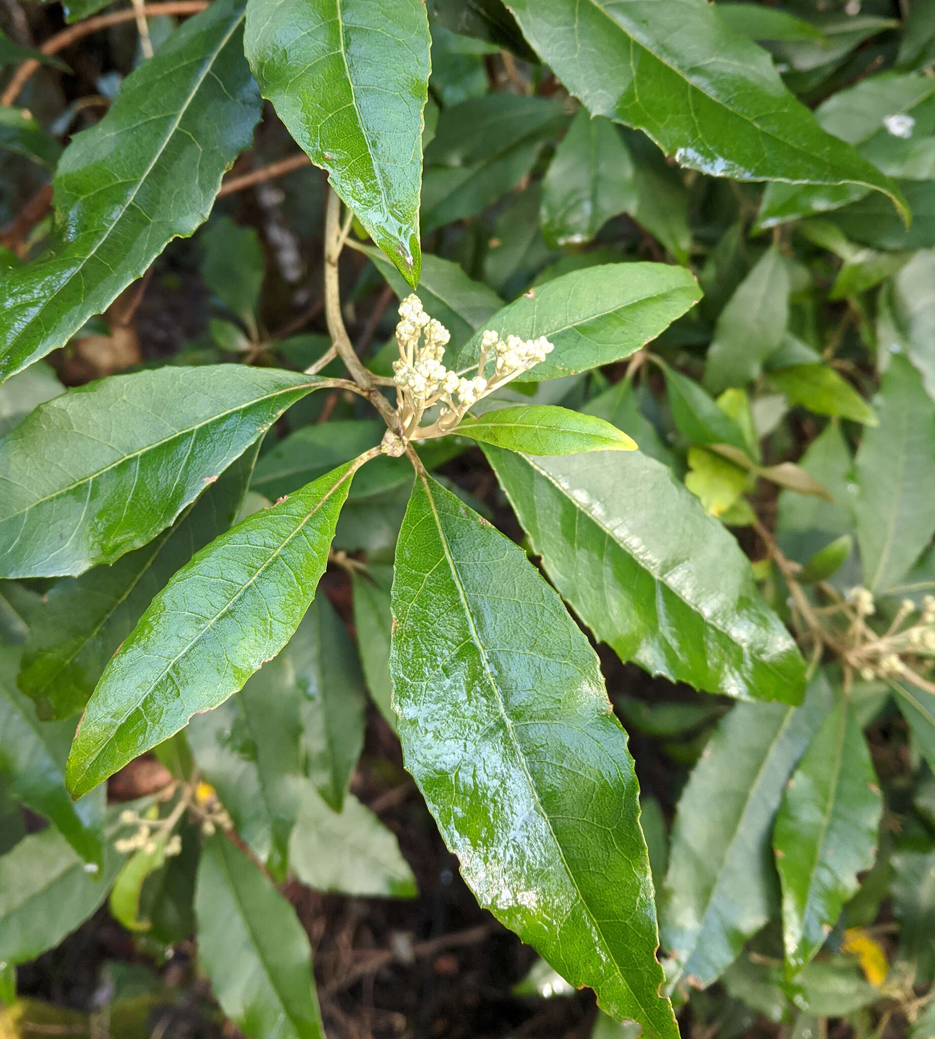 Olearia argophylla (Labill.) F. Müll. resmi