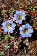 Image of Gentiana depressa D. Don