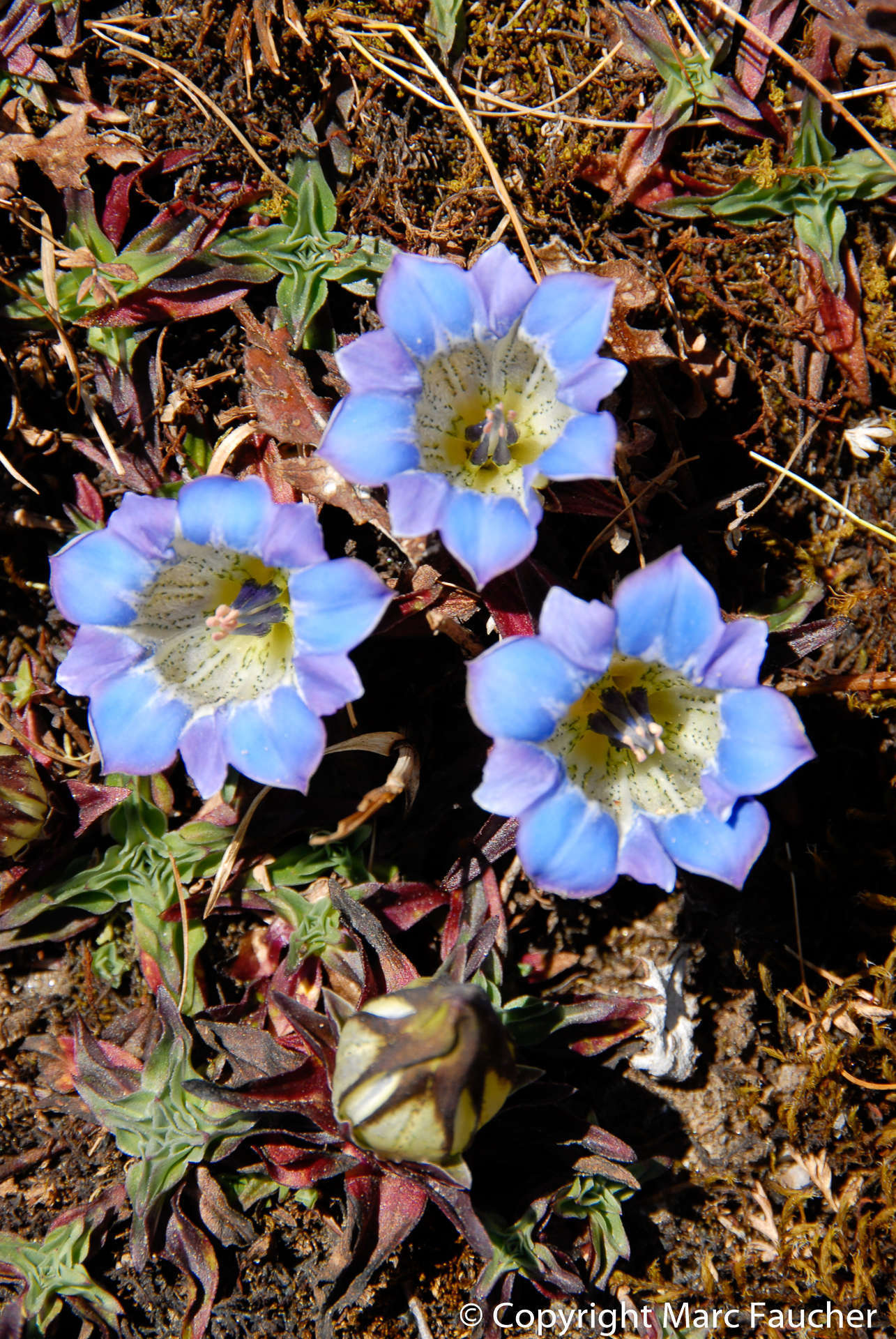 Image of Gentiana depressa D. Don