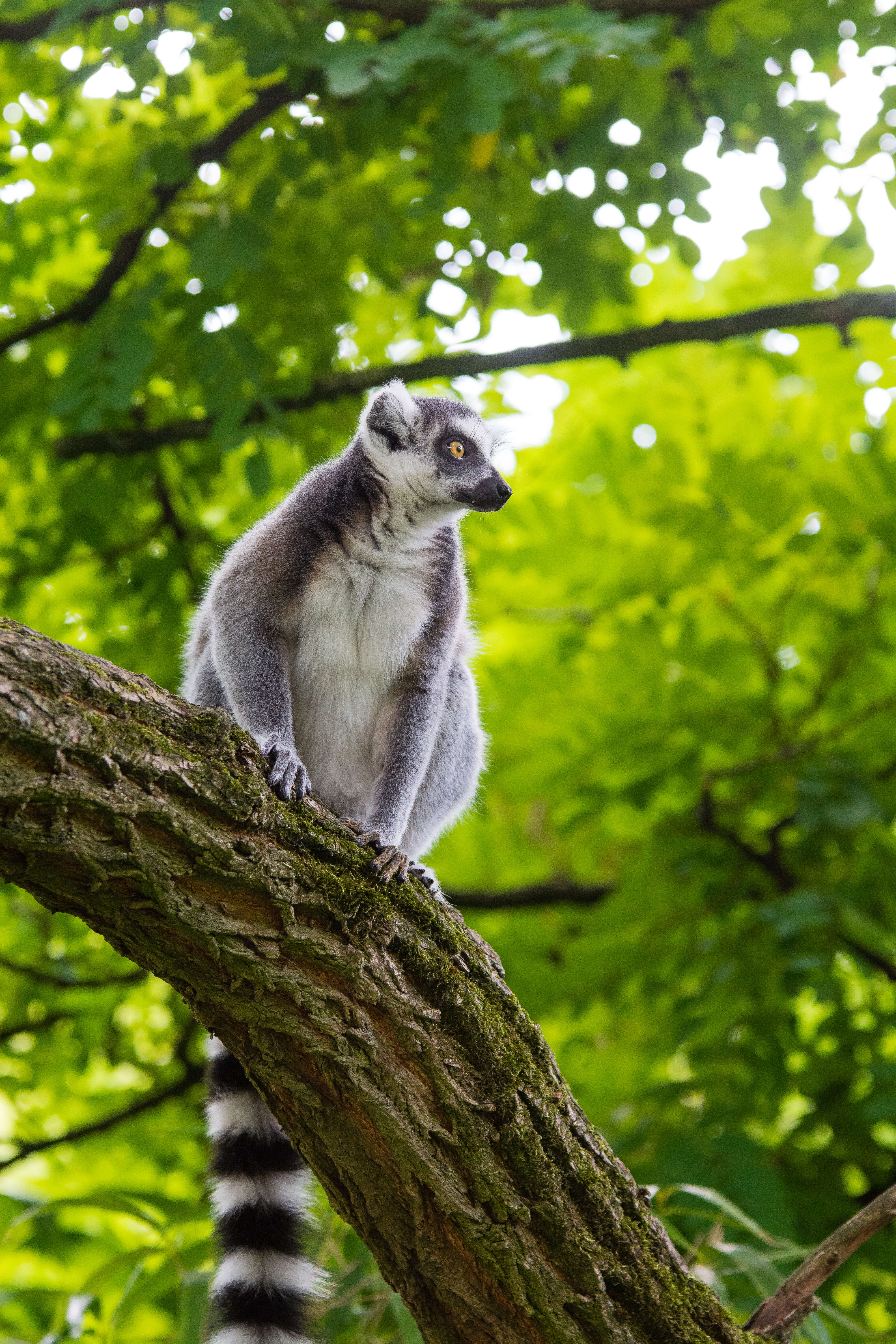 Image of Lemur Linnaeus 1758