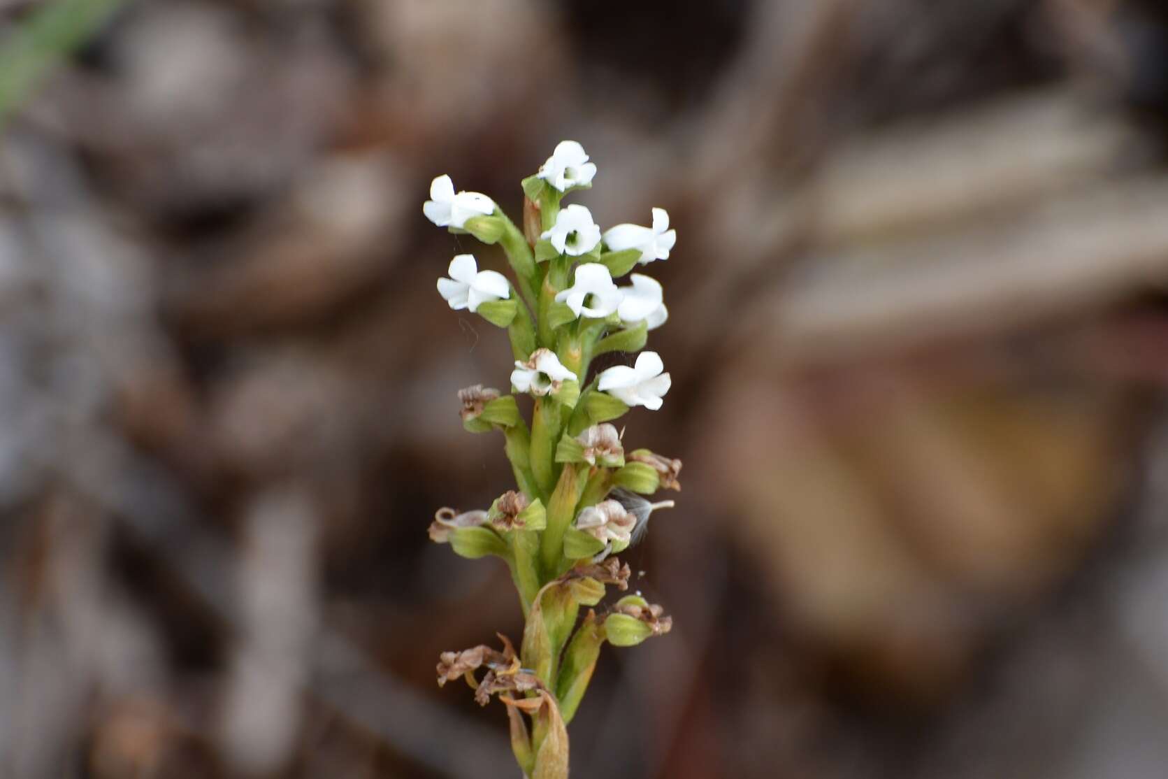 Слика од Aulosepalum hemichrea (Lindl.) Garay