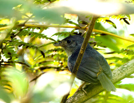 Image of Brasilia Tapaculo