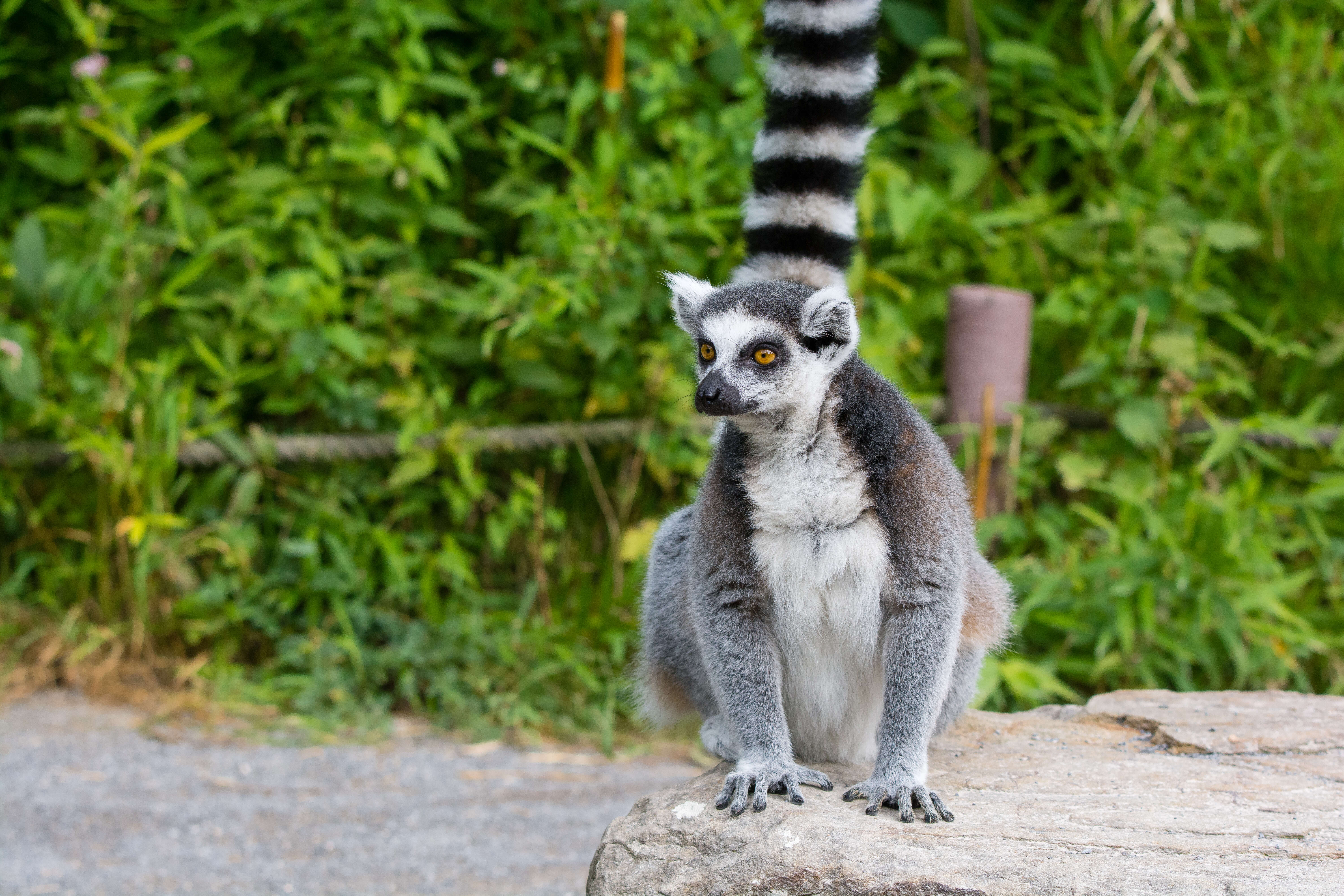 Image of Lemur Linnaeus 1758