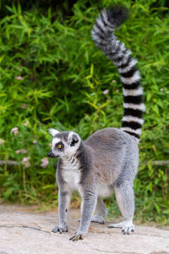 Image of Lemur Linnaeus 1758