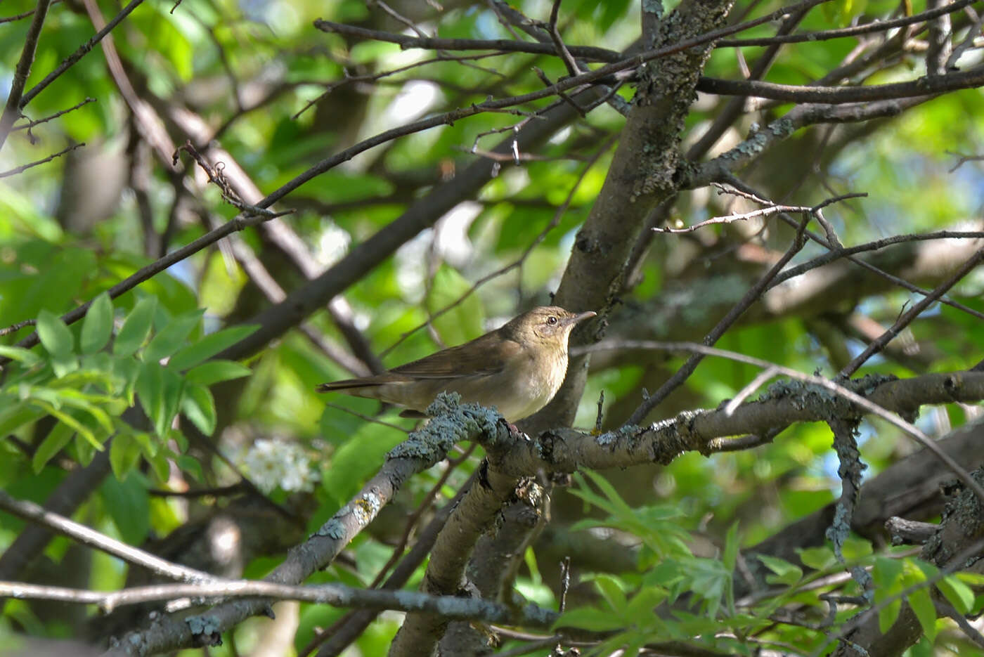 Слика од Locustella fluviatilis (Wolf 1810)