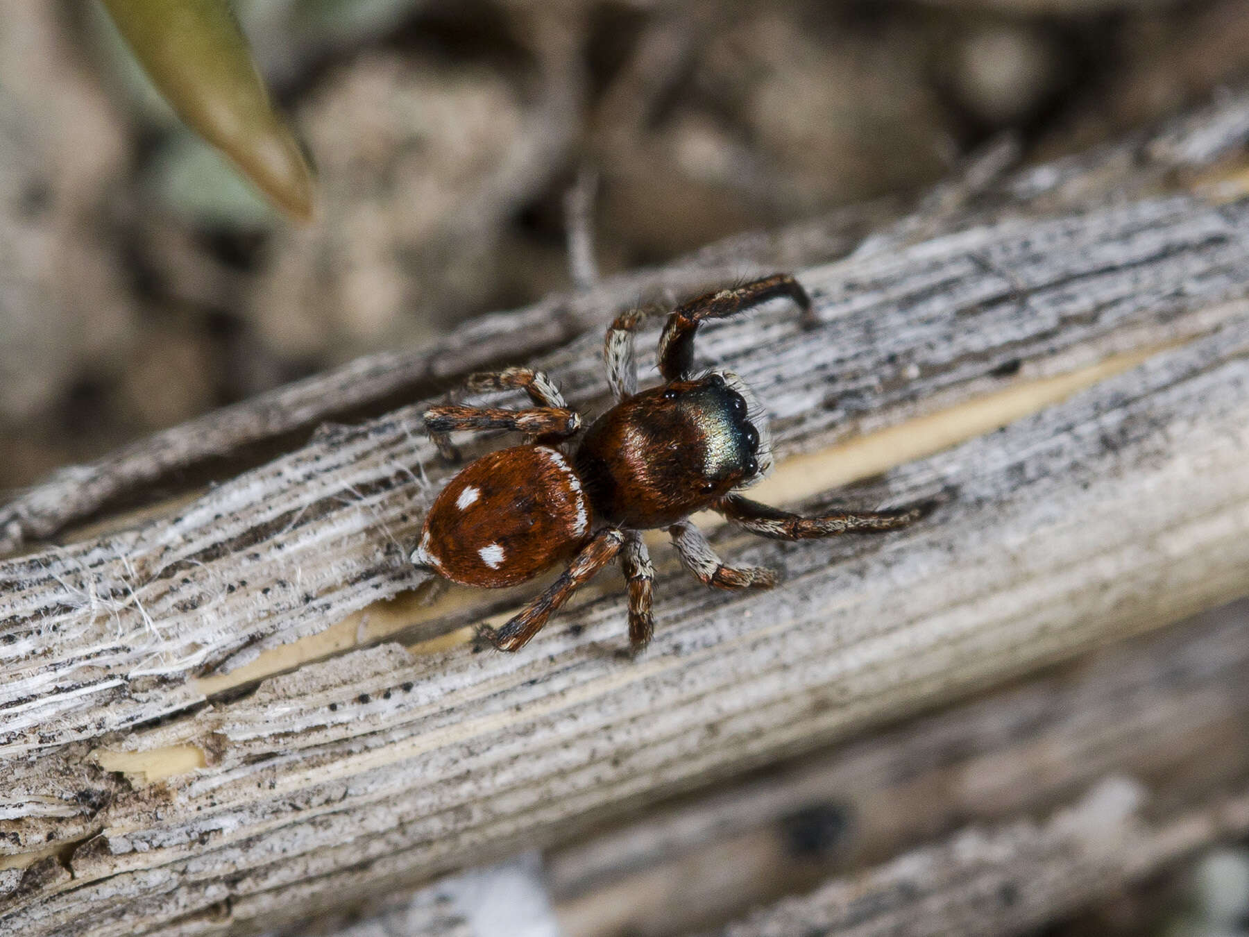 Image of Attulus mirandus (Logunov 1993)