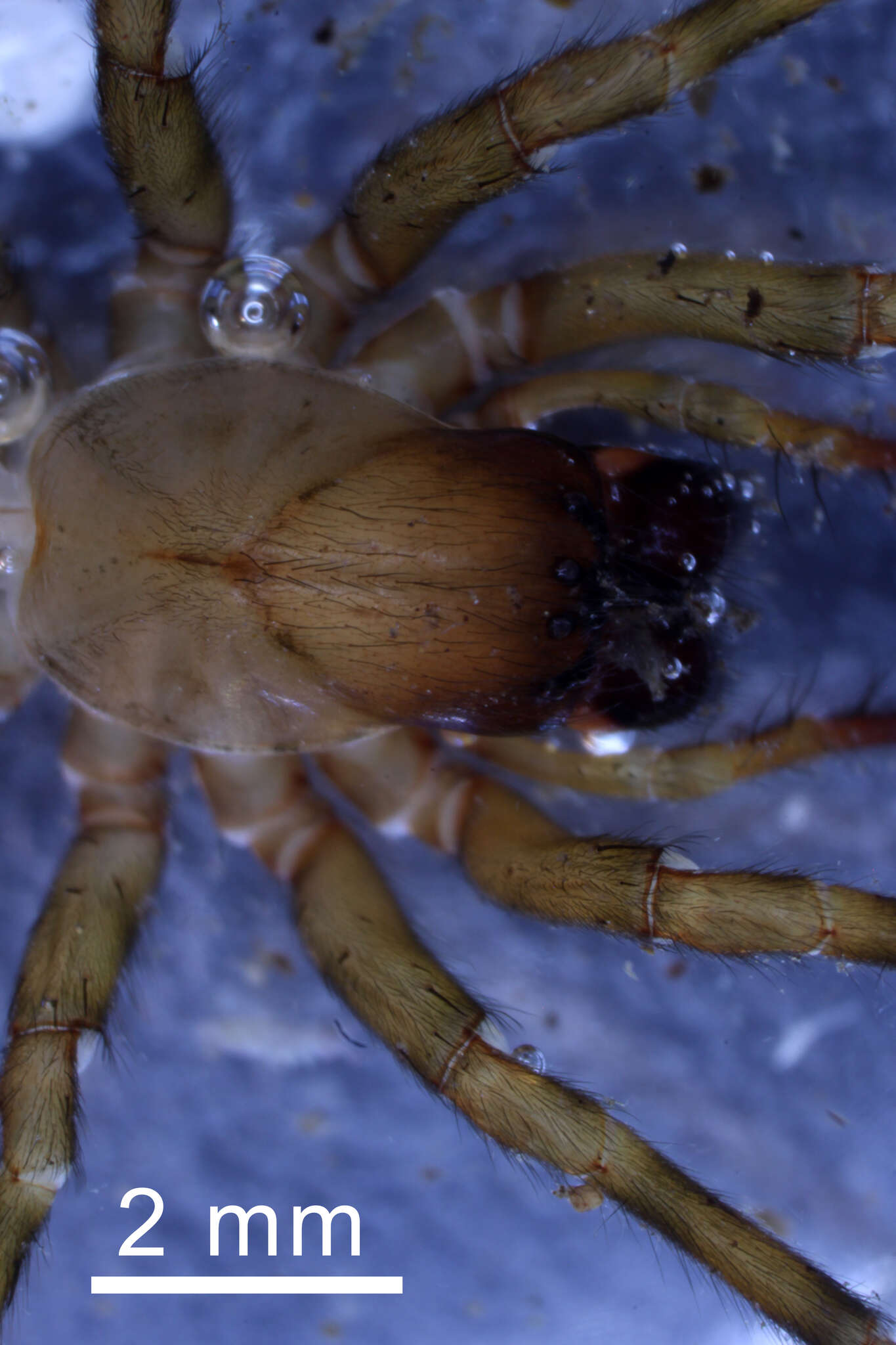 Image of Callobius pictus (Simon 1884)