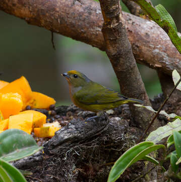 Image of Orange-bellied Euphonia