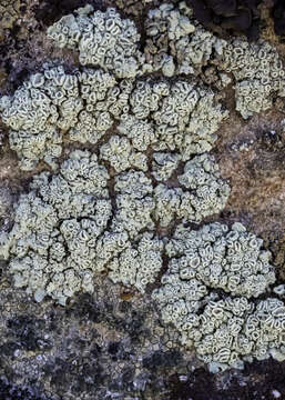 Image of rimmed navel lichen