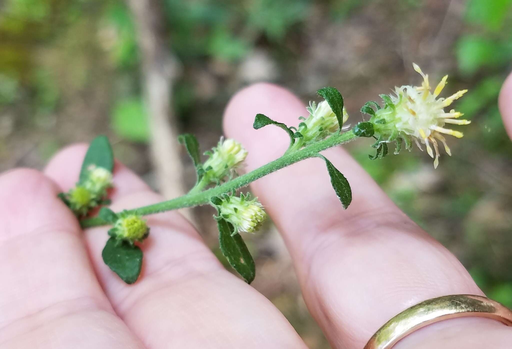 Image of Rayless Mock Goldenrod