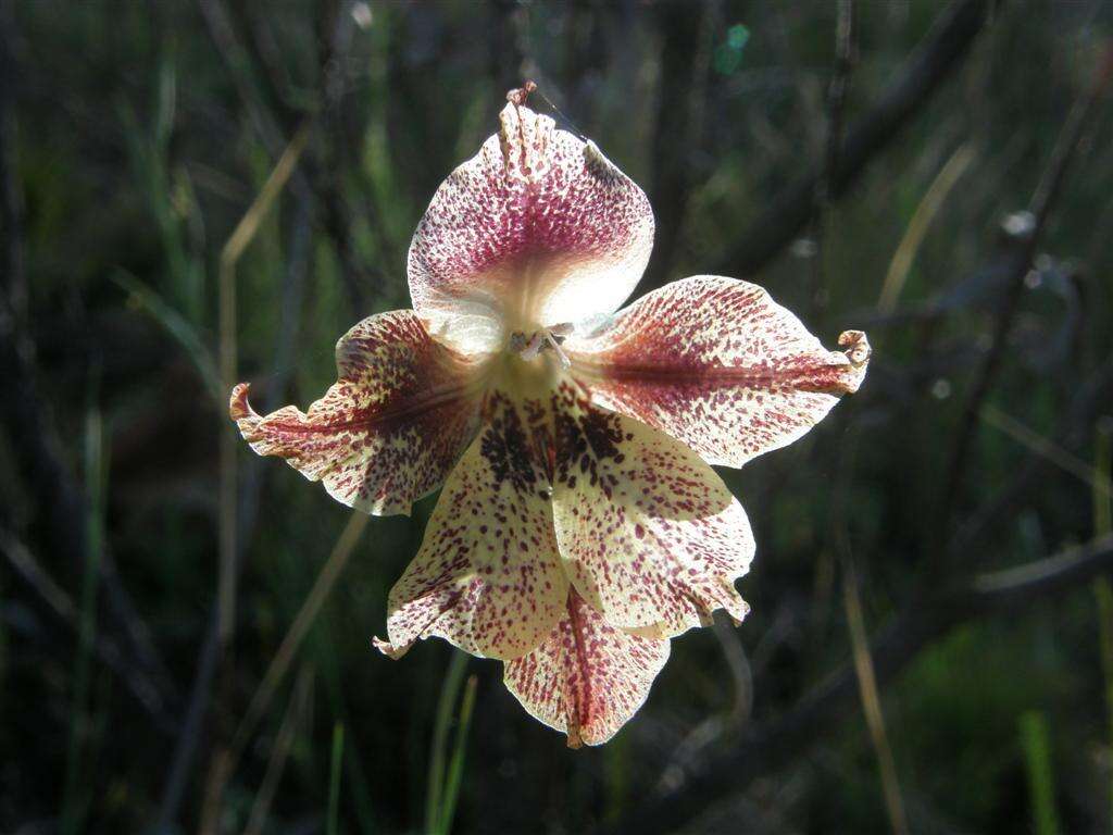 Plancia ëd Gladiolus maculatus Sweet