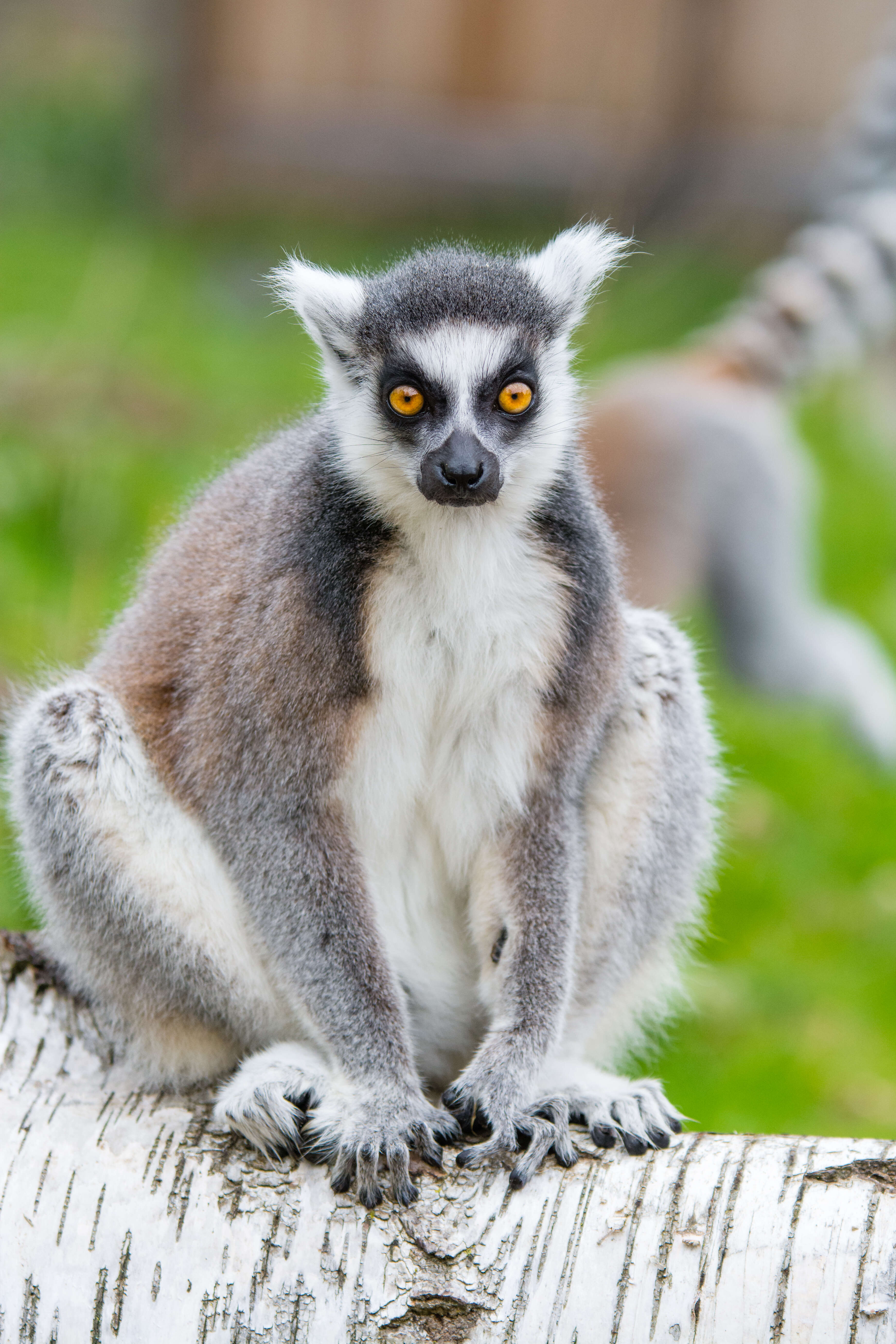 Image of Lemur Linnaeus 1758