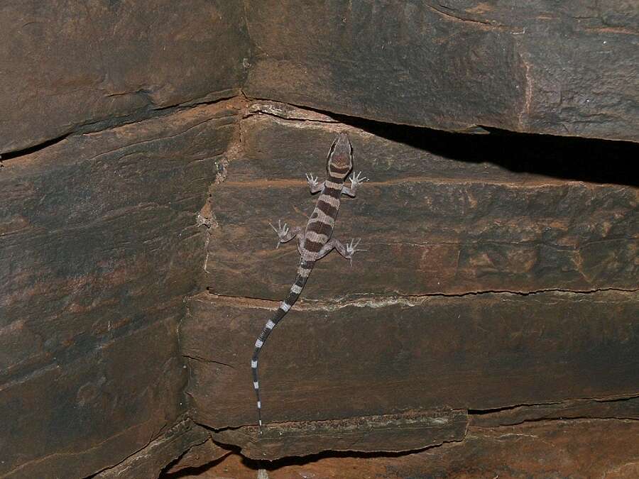 Image of Cave Prickly Gecko